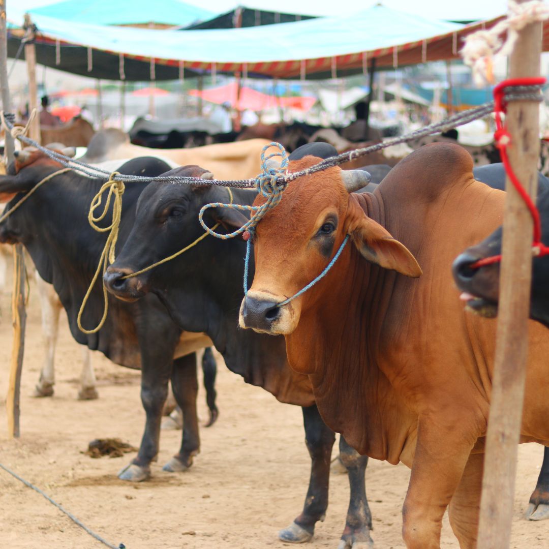 Sadqa & Qurbani